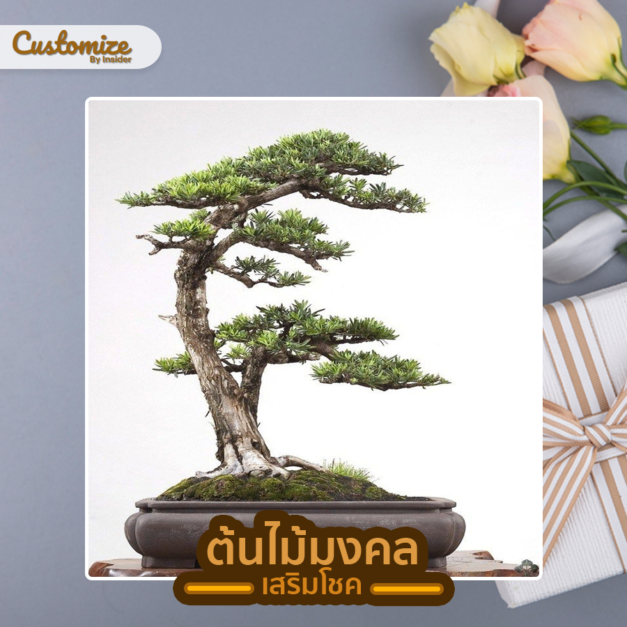 ของขวัญขึ้นบ้านใหม่ ต้นไม้มงคล